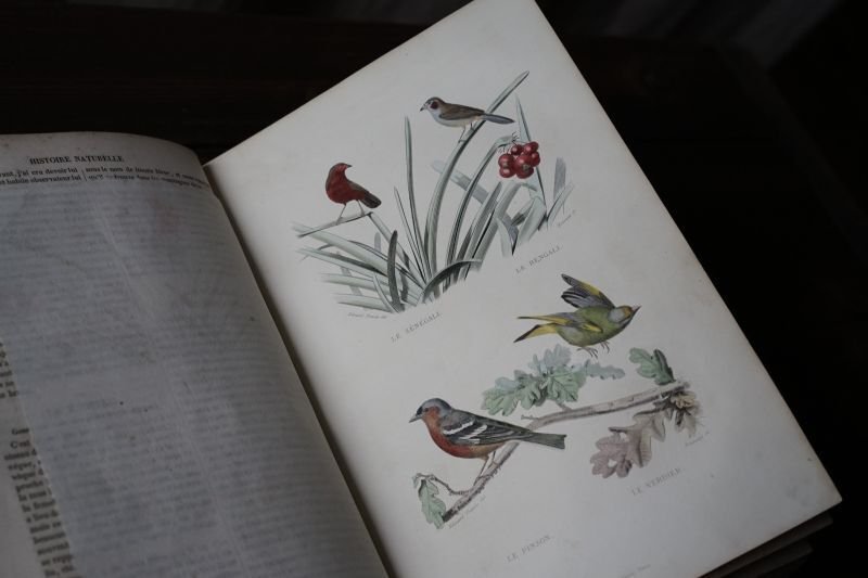 画像1: ビュフォン本　鳥　1839年
