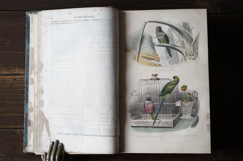 画像1: ビュフォン本　鳥　1839年