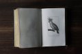 鳥類版画本 231点 ビュフォン 博物誌 1832年