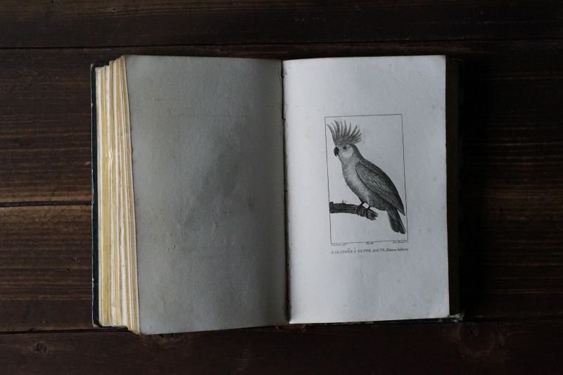 画像1: 鳥類版画本 231点 ビュフォン 博物誌 1832年