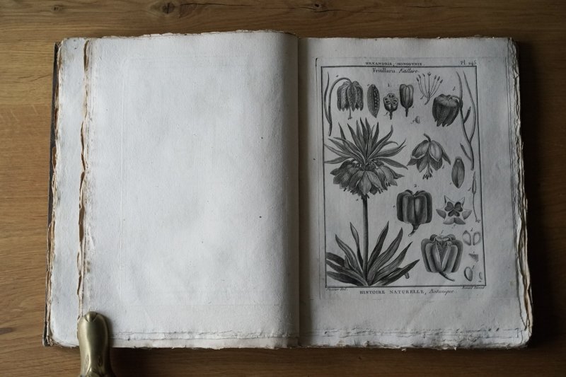 画像1: 植物版画300枚 Encyclopédie méthodique. Botanique 1783-89年