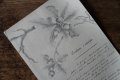 どんぐりのデッサンと手書き文字のある一葉 1909年