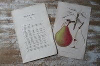 洋梨版画　解説付