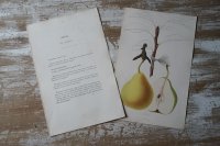 洋梨版画　解説付