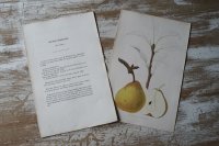 洋梨版画　解説付