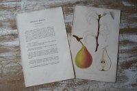 洋梨版画　解説付