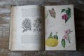 彩色版画23枚 植物本 1855年版