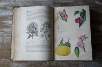 彩色版画23枚 植物本 1855年版