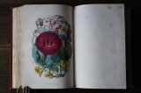 画像: 古書 LE MUSÉUM D'HISTOIRE NATURELLE 1854年　