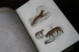 画像: ビュフォン本　哺乳類　1839年