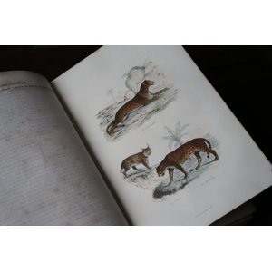 画像: ビュフォン本　哺乳類　1839年