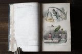 画像: ビュフォン本　鳥　1839年