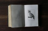 画像: 鳥類版画本 231点 ビュフォン 博物誌 1832年