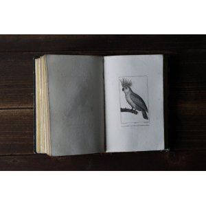 画像: 鳥類版画本 231点 ビュフォン 博物誌 1832年