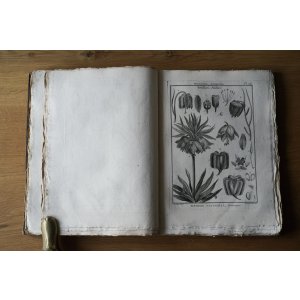 画像: 植物版画300枚 Encyclopédie méthodique. Botanique 1783-89年