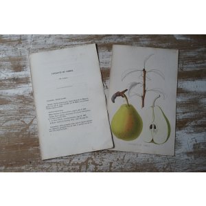 画像: 洋梨版画 解説付