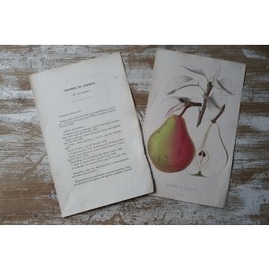 画像: 洋梨版画 解説付