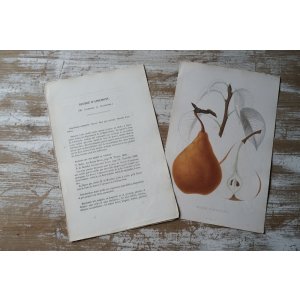 画像: 洋梨版画 解説付