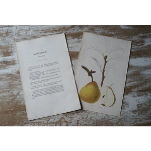 画像: 洋梨版画 解説付