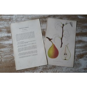 画像: 洋梨版画 解説付