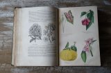 画像: 彩色版画23枚 植物本 1855年版