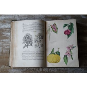 画像: 彩色版画23枚 植物本 1855年版