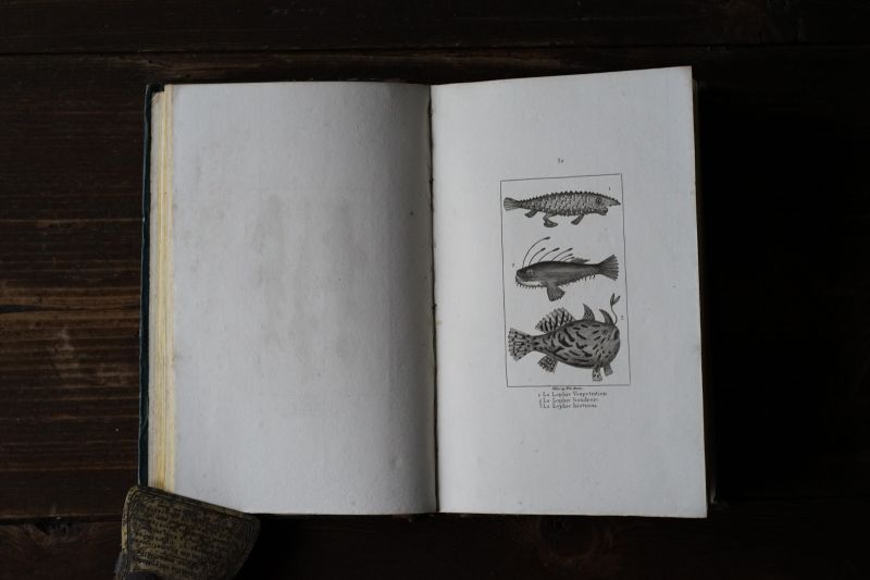 画像1: 魚類・両生類・爬虫類版画本 115点 ビュフォン 博物誌 1832年